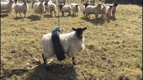 funny sheep videos|sheep stuck twice.